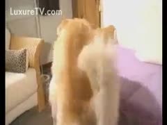 I would want to fuck widening for beast play with a chubby redhead who has never seen her mother before.